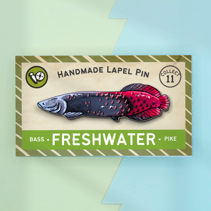 Arapaima