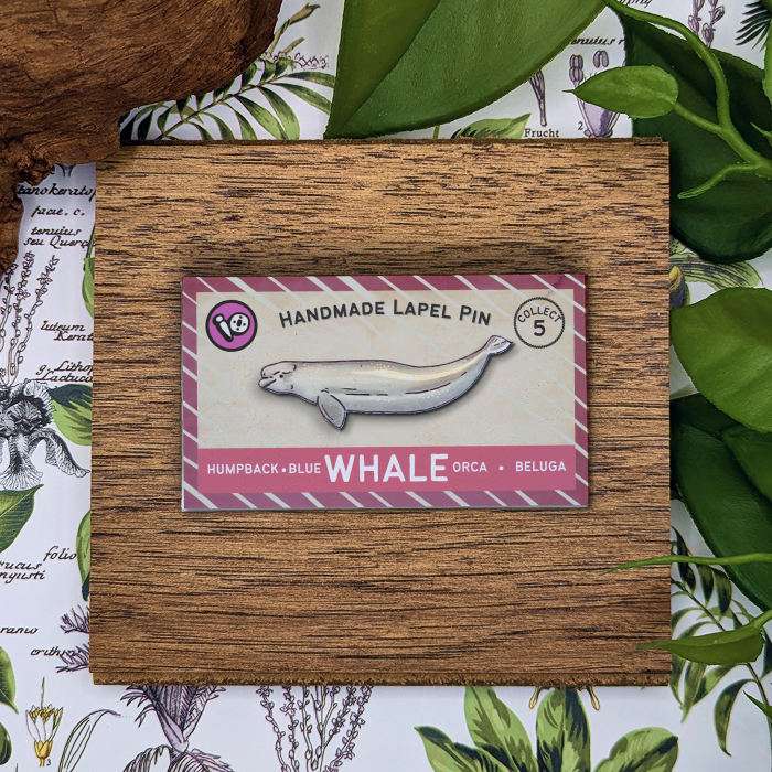 Beluga Whale