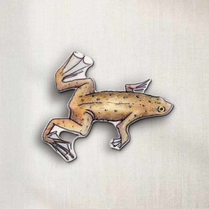 African Dwarf Frog