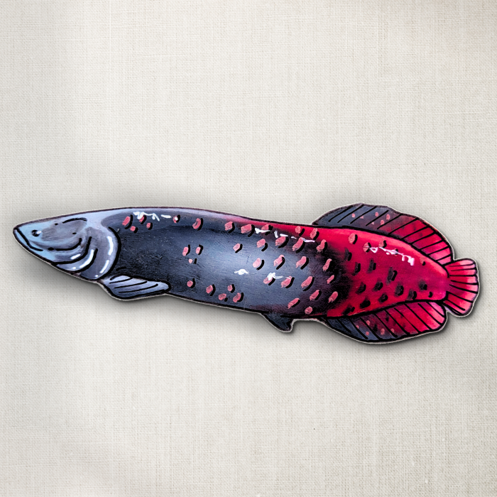 Arapaima