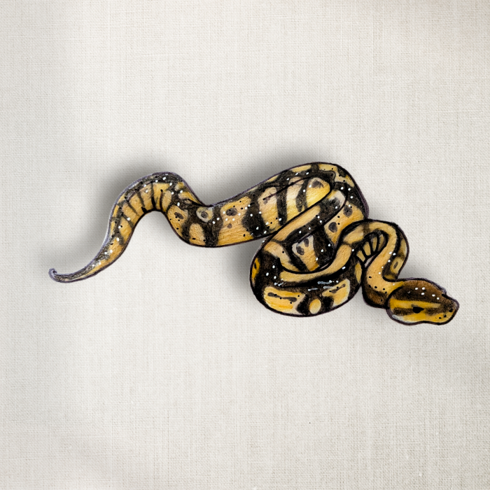 Ball Python
