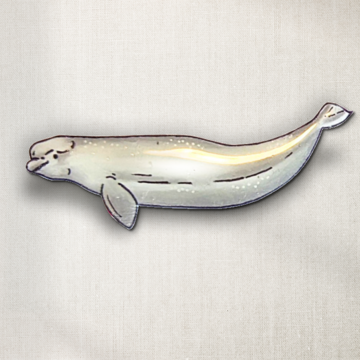 Beluga Whale