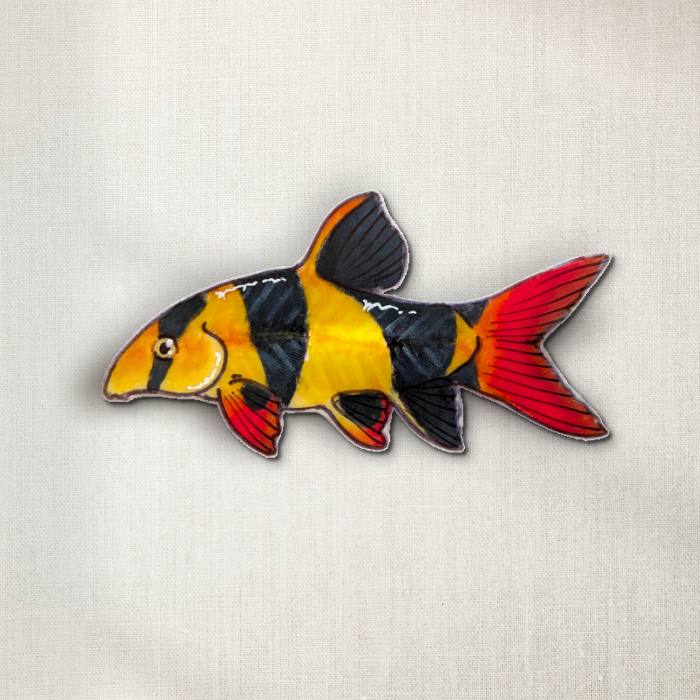Clown Loach