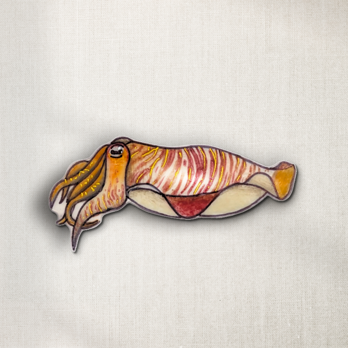 Cuttlefish