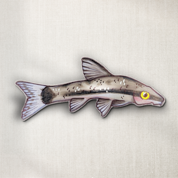 Otocinclus