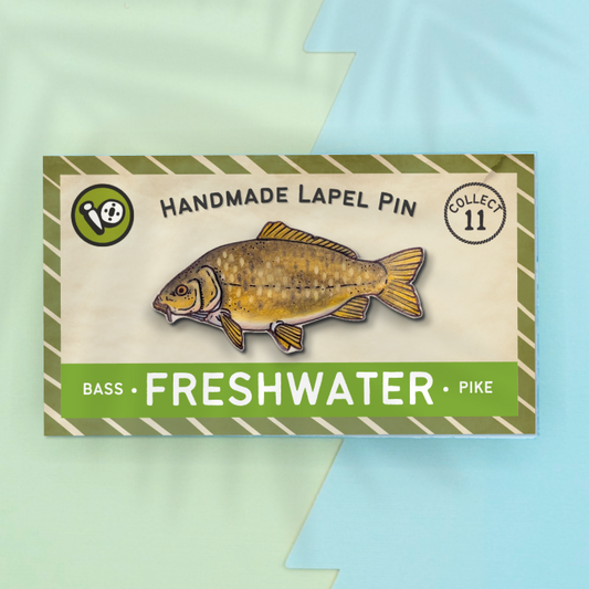 Common Carp