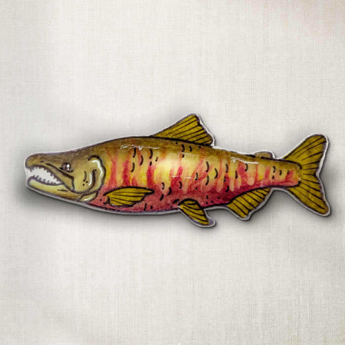 Chum Salmon
