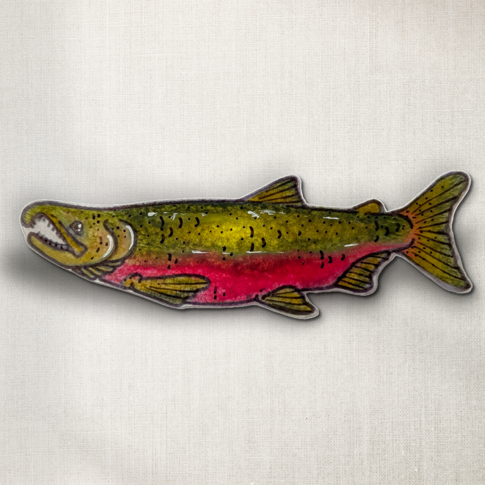 Coho Salmon