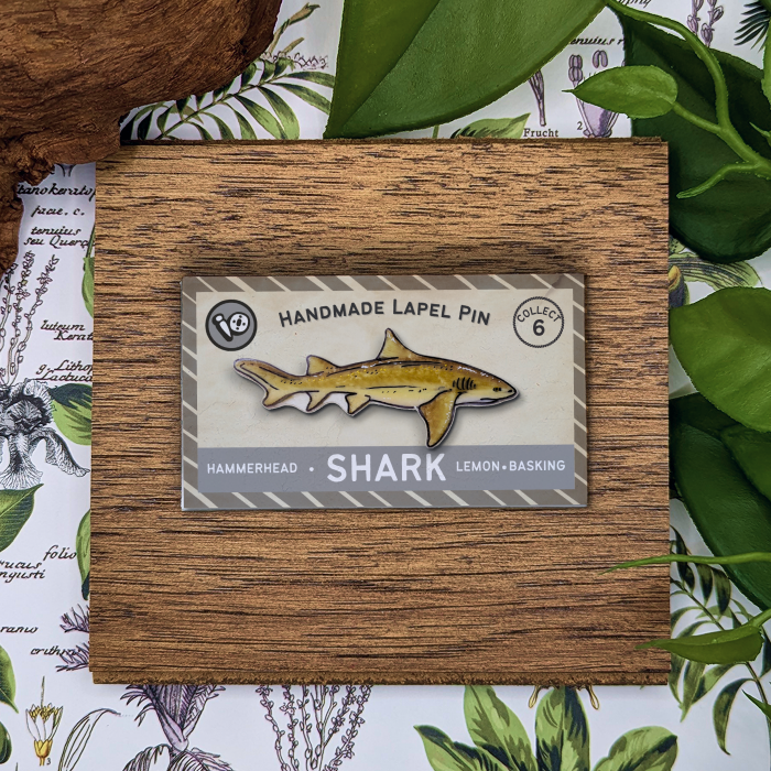 Lemon Shark