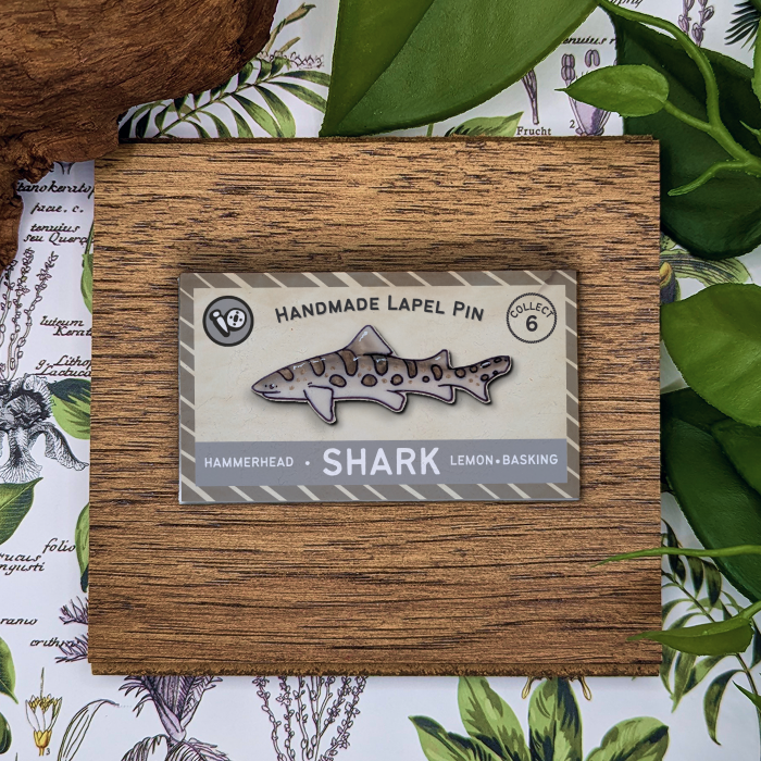 Leopard Shark
