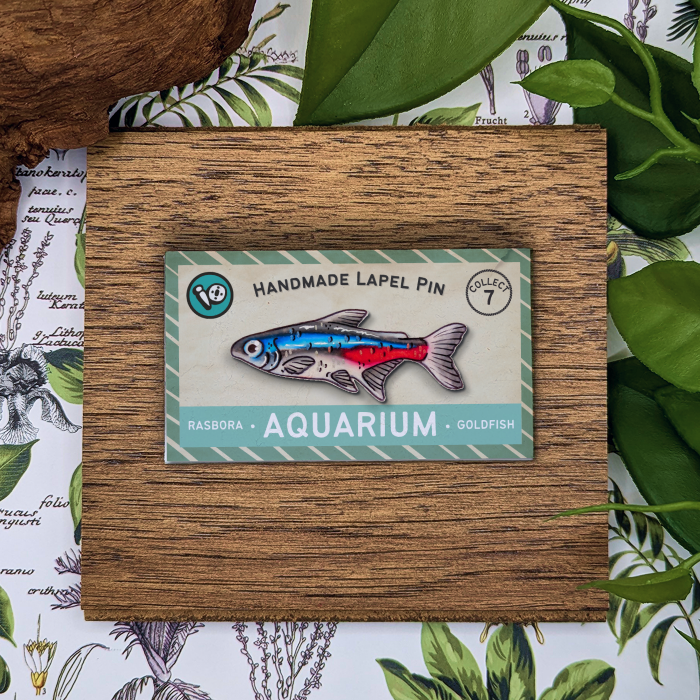 Neon Tetra