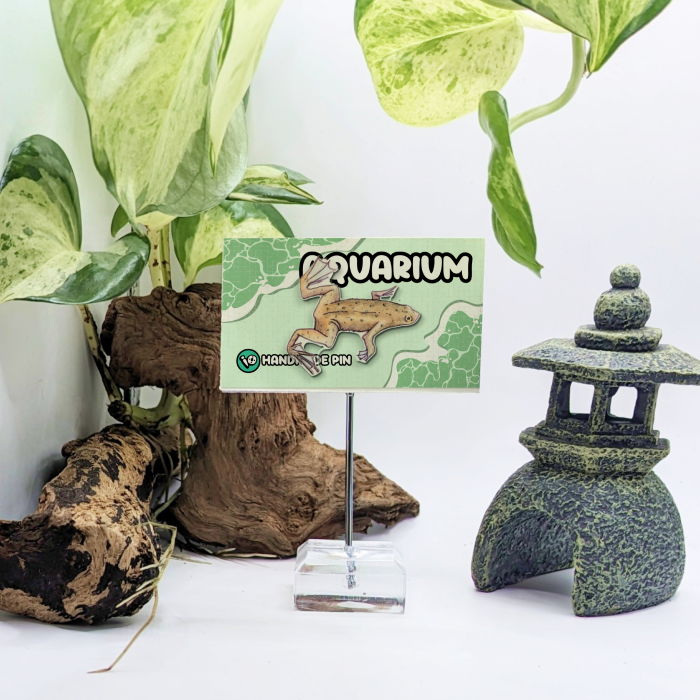 African Dwarf Frog