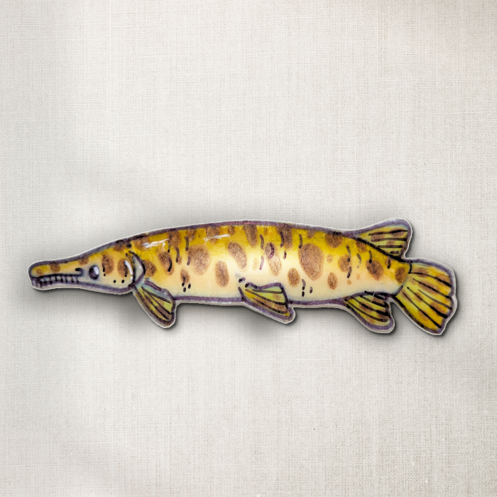 Spotted Gar