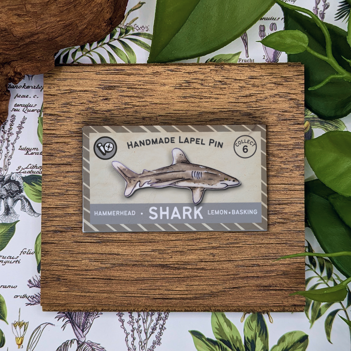 White Tip Shark