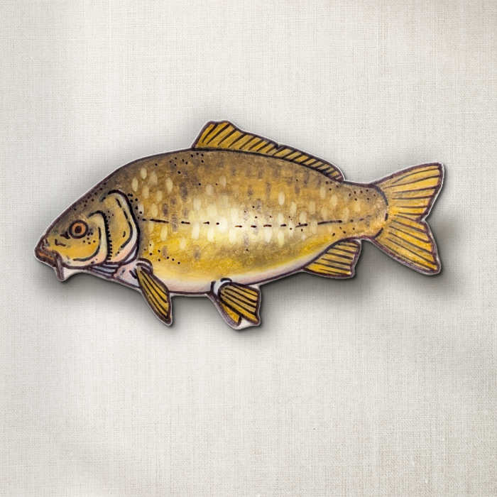 Common Carp