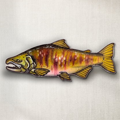Chum Salmon