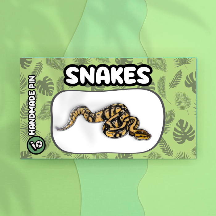 Ball Python Pins Ball Python – Pinnows