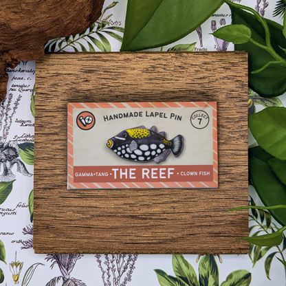 Trigger Fish